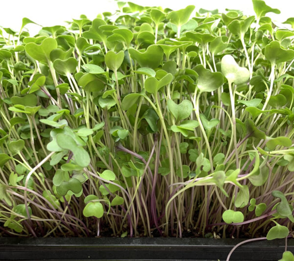 Power Microgreens Mix