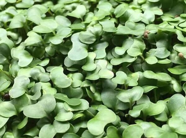 Broccoli Microgreens