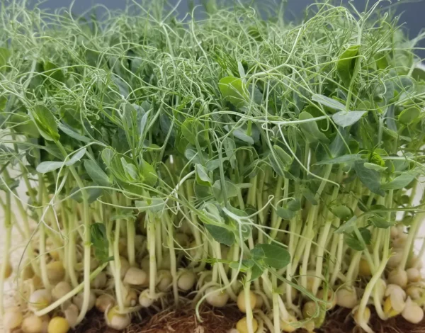 Pea Microgreens