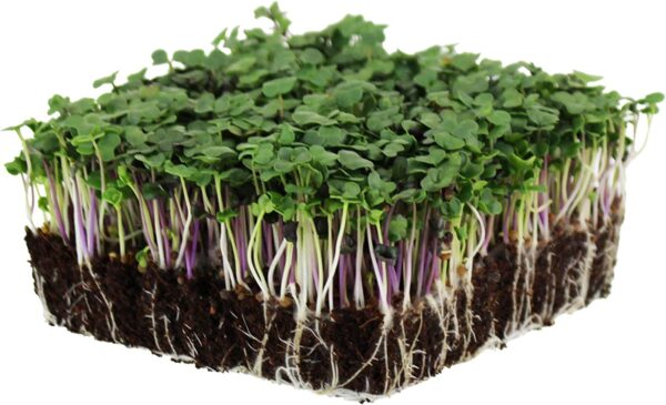 Spicy Microgreens Mix